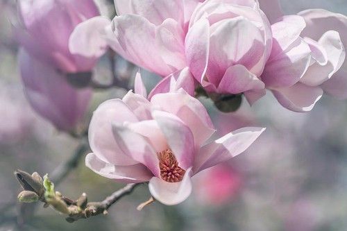 Chinese Magnolia