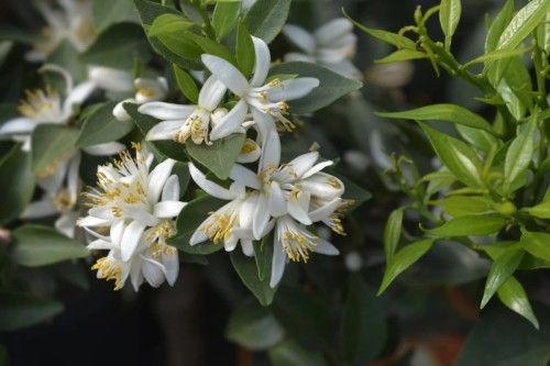 Chinotto blossom