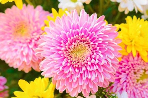 Chrysanthemum
