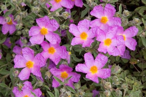 Cistus Incanus