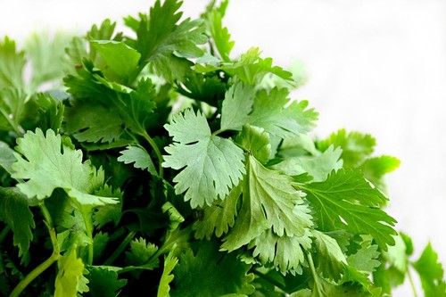 Coriander Leaf