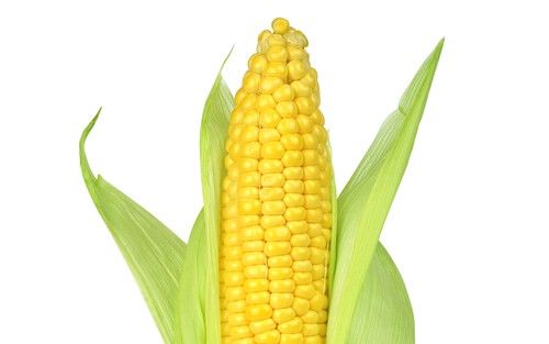 Corn