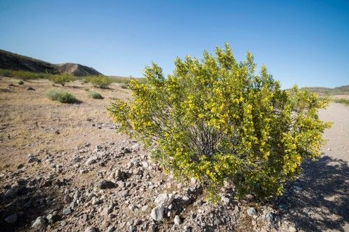 Creosote Bush
