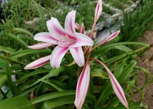 Crinum lily