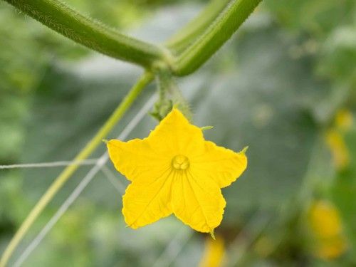 Cucumber Flower