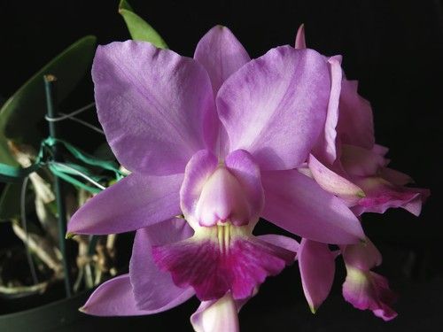 Diamond Orchid