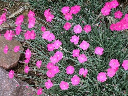 Dianthus
