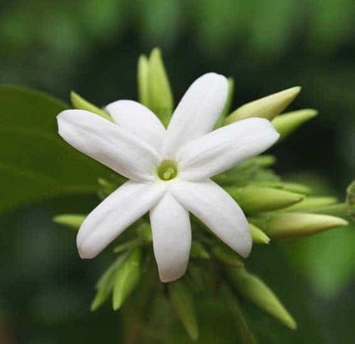 Egyptian Jasmine