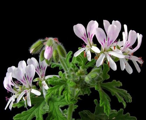 Egyptian Pelargonium