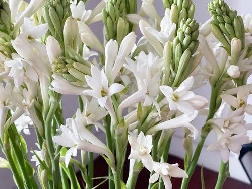 Egyptian Tuberose