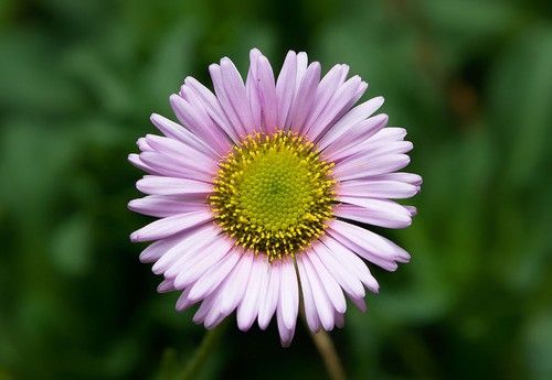 Erigeron (Fleabane)
