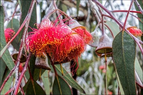 Eucalyptus Blossom