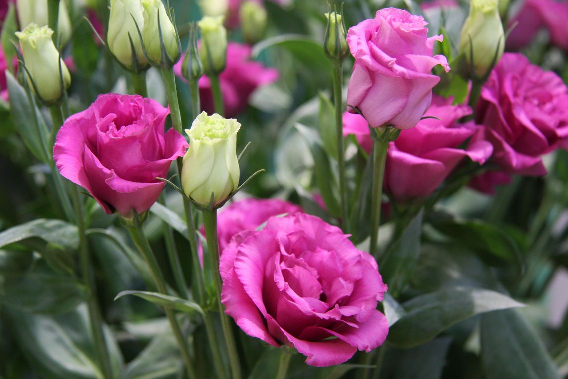 Eustoma | Lisianthus