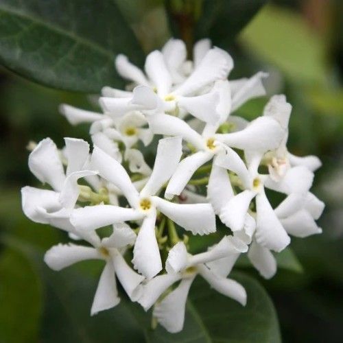 False Jasmine