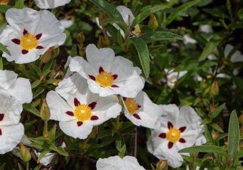 French labdanum