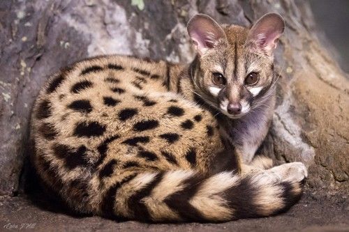 Genet