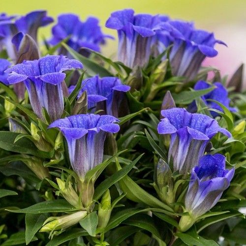 Gentiana
