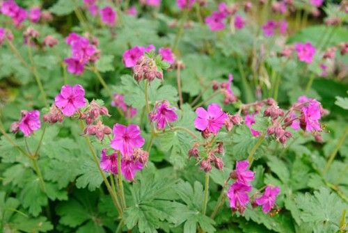Geranium macrorrhizum (Zdravetz)