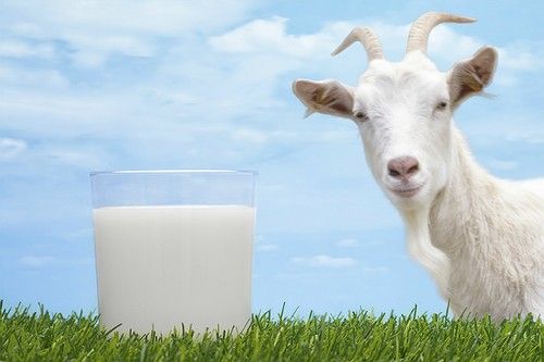 Goat''s milk