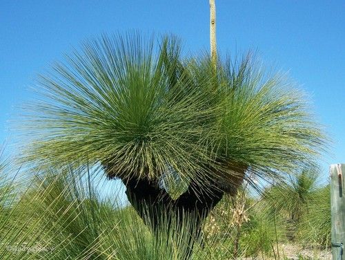 Grass Tree