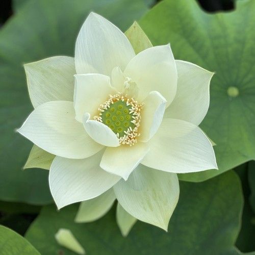 Green Lotus