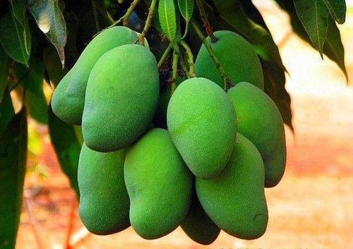 Green Mango