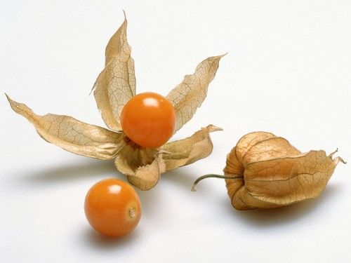 Ground Cherry