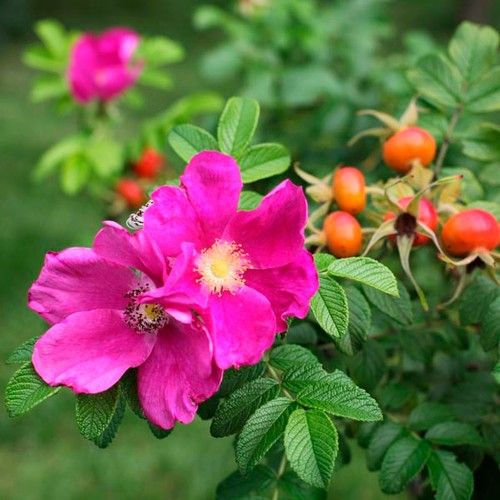 Hamanasu or Japanese Rose