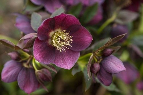 Hellebore flower