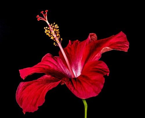 Hibiscus Blossom