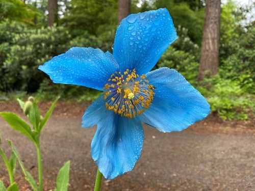 Himalayan Poppy