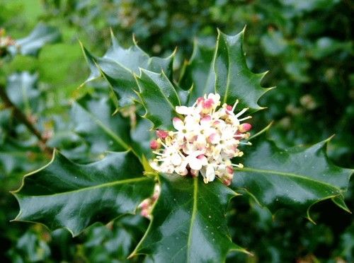 Holly Flower