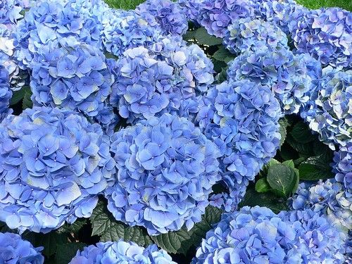 Hortensia