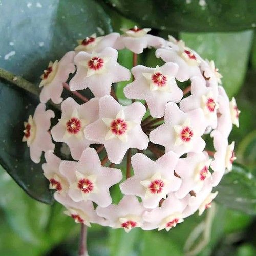 Hoya carnosa, wax plant
