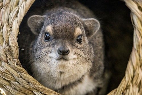 Hyrax