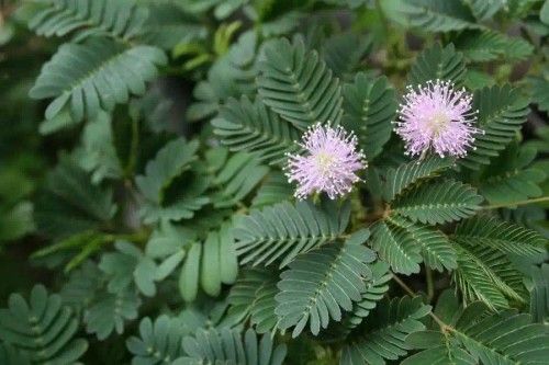 Indian Mimosa