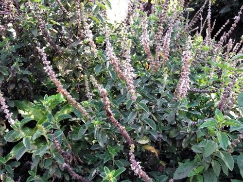 Indian Patchouli