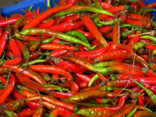 Indian Pepper