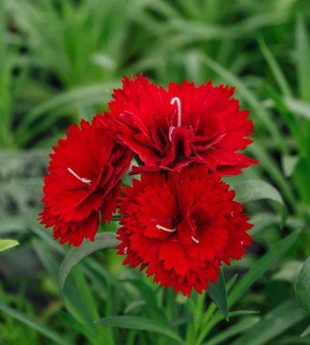 Indonesian Carnation