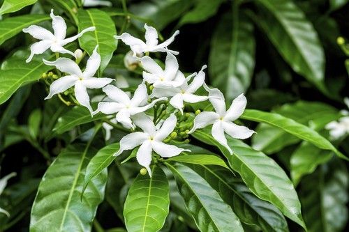 Indonesian Jasmine