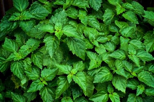 Indonesian Patchouli Leaf