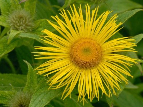 Inula