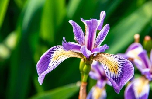 Iris Flower