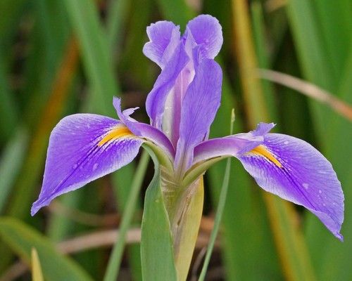 Iris Petals