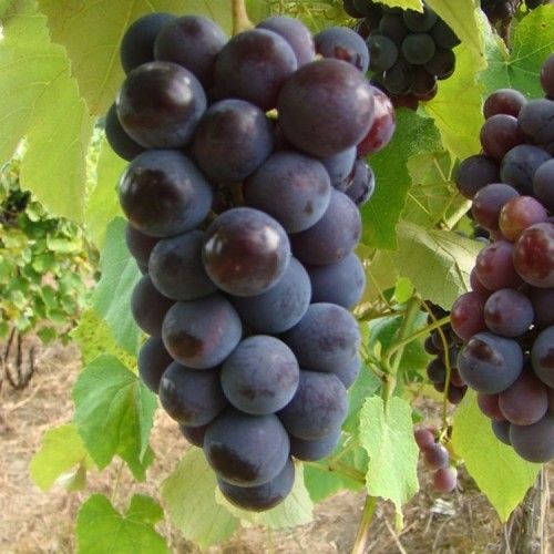 Isabella Grape