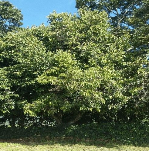 Ishpink, Ocotea Quixos