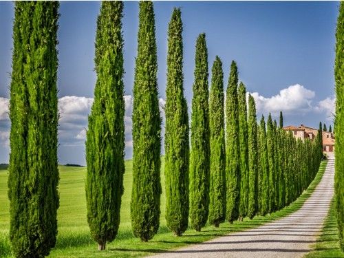 Italian Cypress
