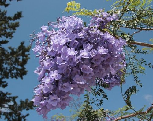 Jacaranda