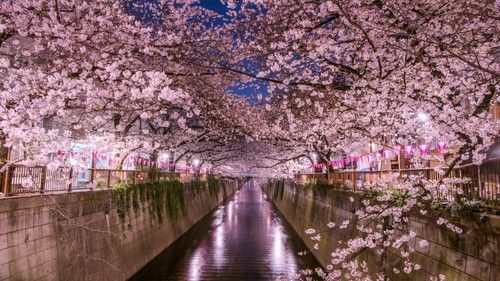 Japanese Cherry Blossom