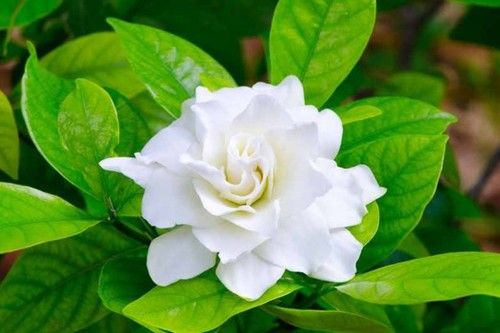 Japanese Gardenia